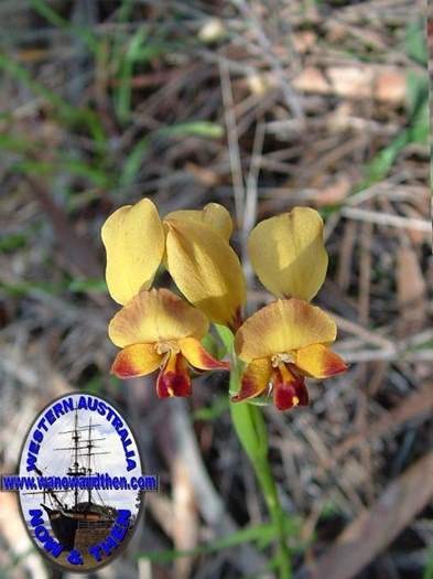 diuris-hazelii-Yellow Granite-donkey-orchid-004.jpg